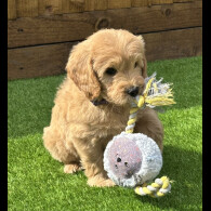 Goldendoodle - Both
