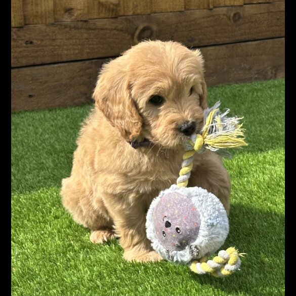 Goldendoodle - Both