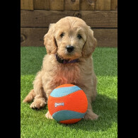 Goldendoodle - Both