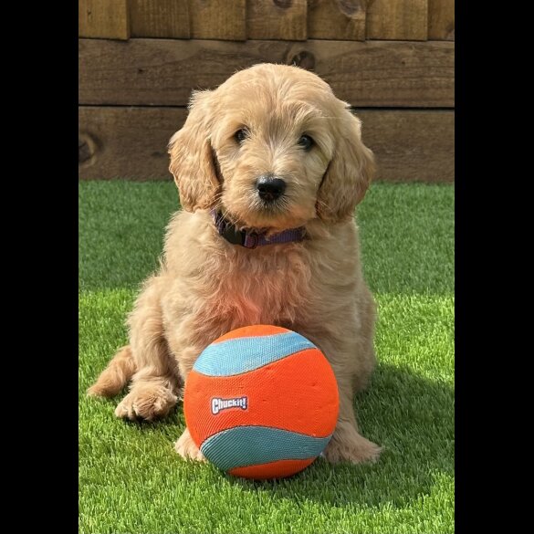 Goldendoodle - Both
