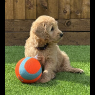 Goldendoodle - Both