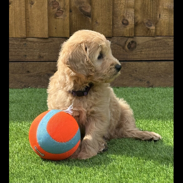 Goldendoodle - Both