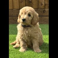 Goldendoodle - Both
