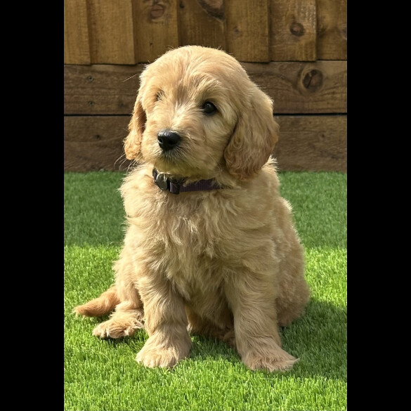 Goldendoodle - Both