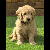 Goldendoodle - Both