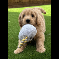 Goldendoodle - Both
