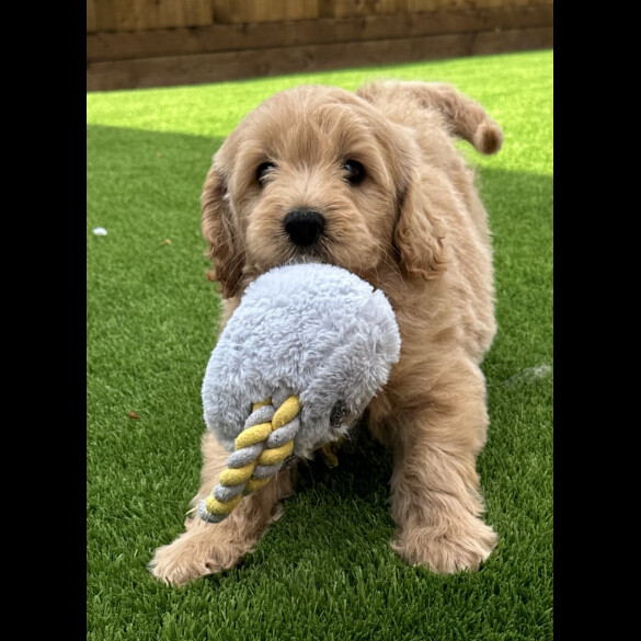 Goldendoodle - Both