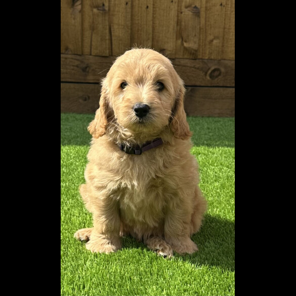 Goldendoodle - Both