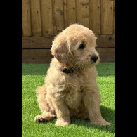 Goldendoodle - Both