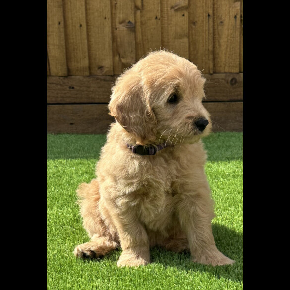 Goldendoodle - Both