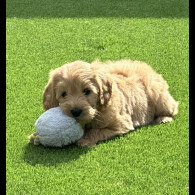 Goldendoodle - Both