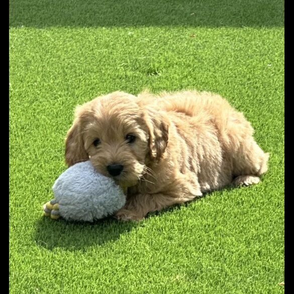 Goldendoodle - Both