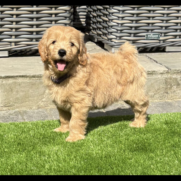 Goldendoodle - Both