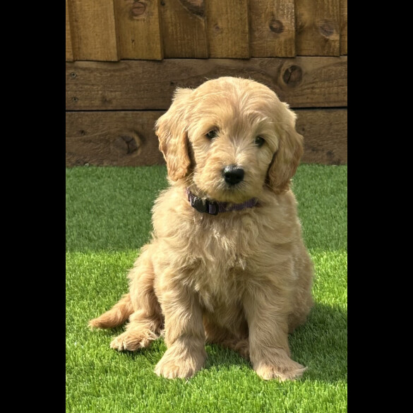 Goldendoodle - Both