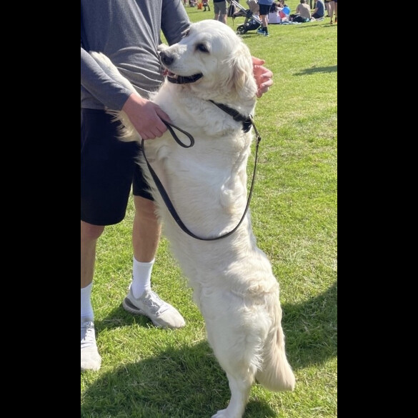 Goldendoodle - Both