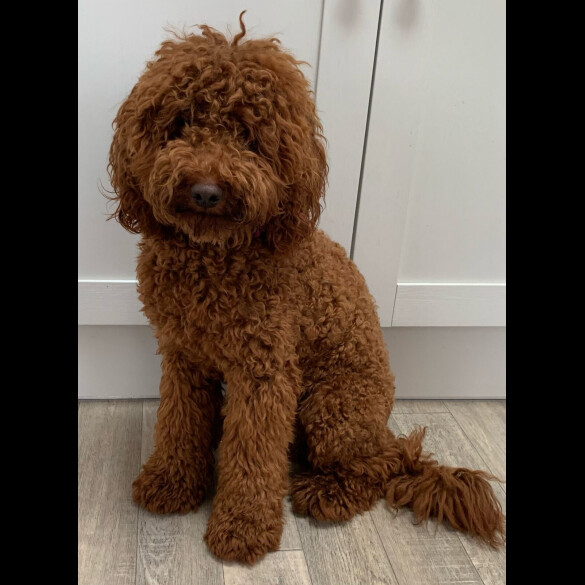 Goldendoodle - Both