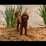 Goldendoodle - Both