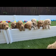 Goldendoodle - Both