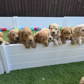 Goldendoodle - Both