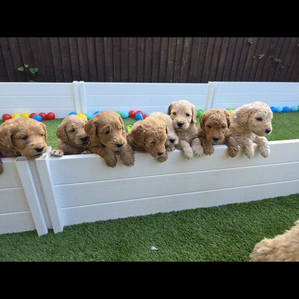Goldendoodle - Both