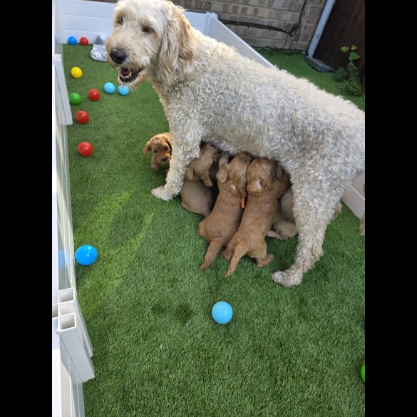 Goldendoodle - Both