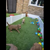 Goldendoodle - Both