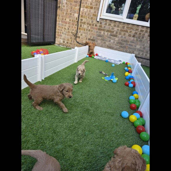 Goldendoodle - Both