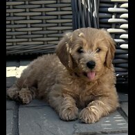 Goldendoodle - Both