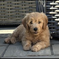 Goldendoodle - Both