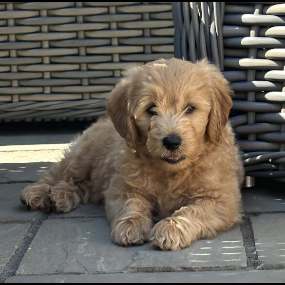 Goldendoodle - Both