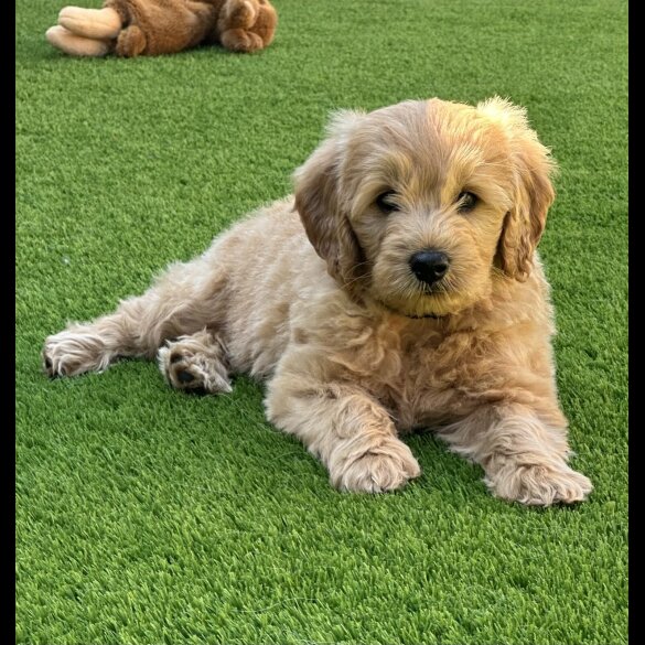 Goldendoodle - Both