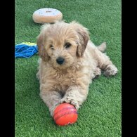 Goldendoodle - Both