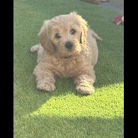 Goldendoodle - Both