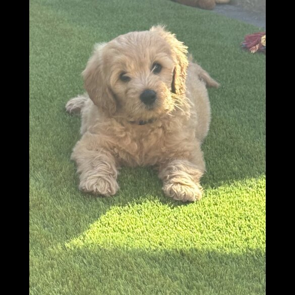 Goldendoodle - Both