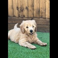 Goldendoodle - Both