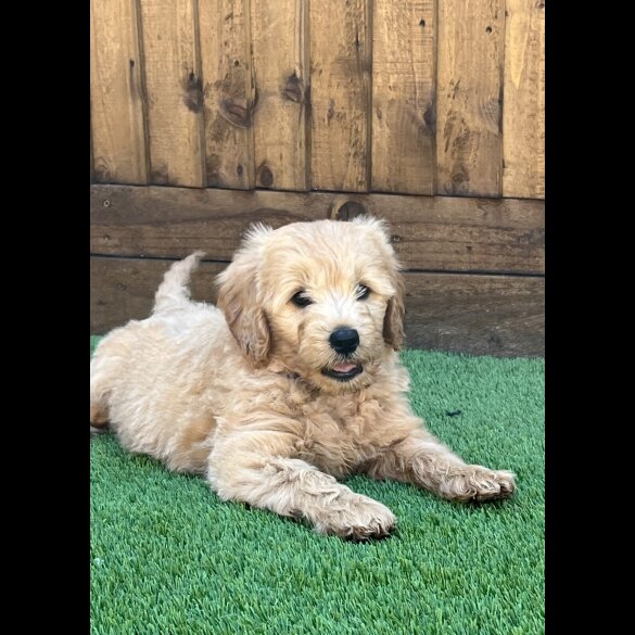 Goldendoodle - Both