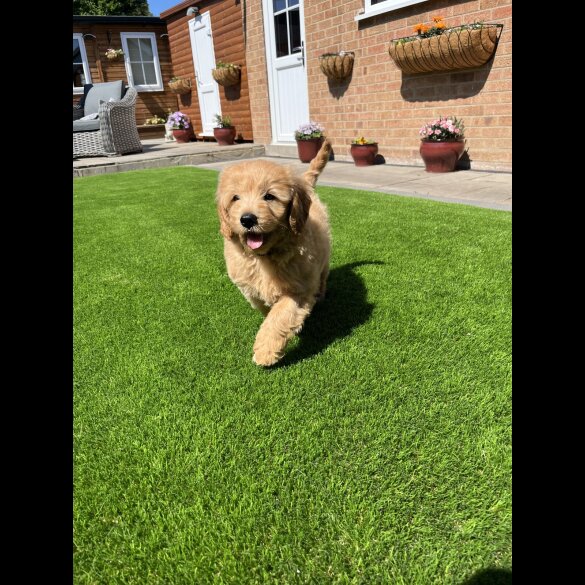 Goldendoodle - Both