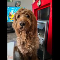 Goldendoodle - Both