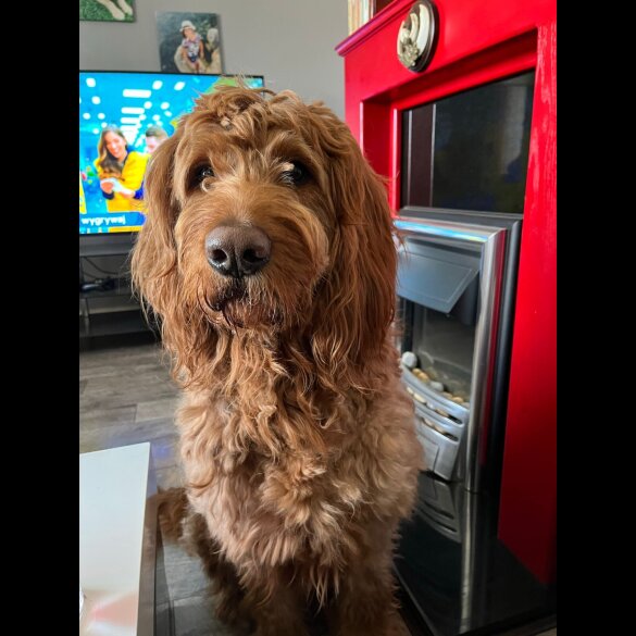 Goldendoodle - Both