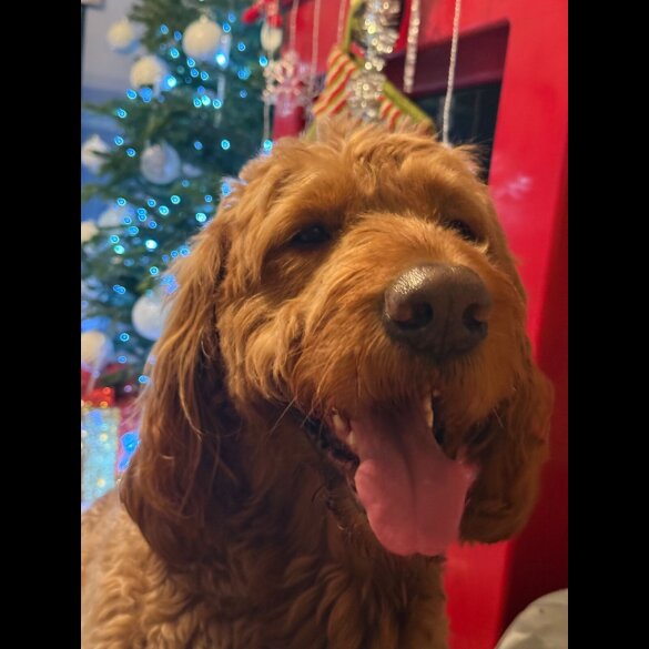 Goldendoodle - Both