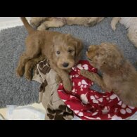 Goldendoodle - Both