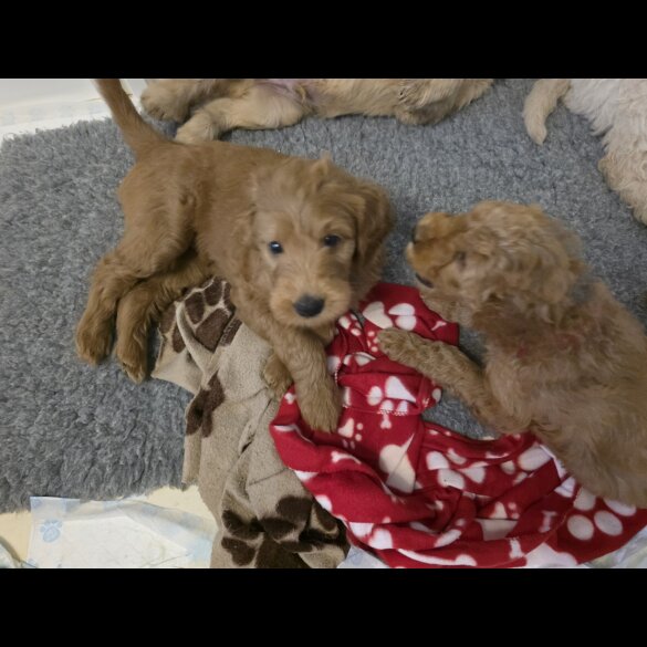 Goldendoodle - Both