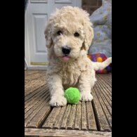 Goldendoodle - Both