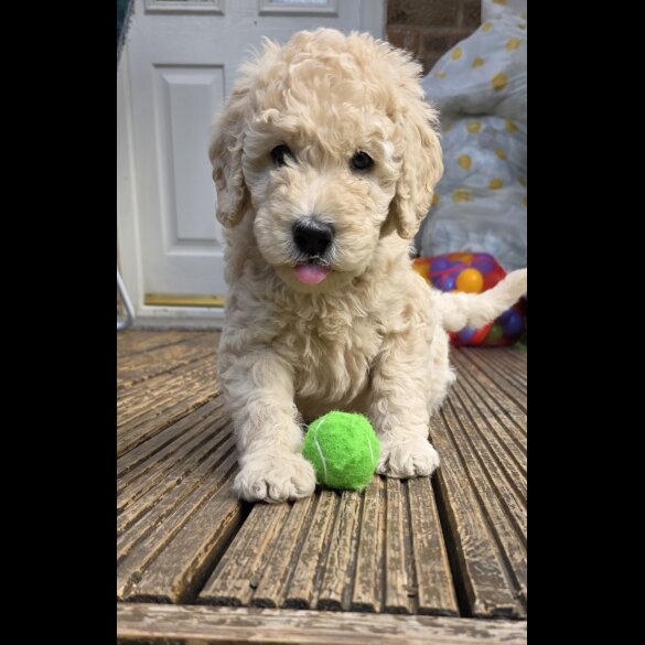 Goldendoodle - Both