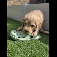 Goldendoodle - Both