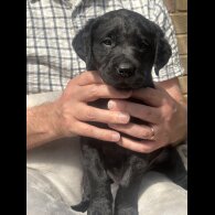Labrador Retriever - Both