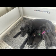 Labrador Retriever - Both