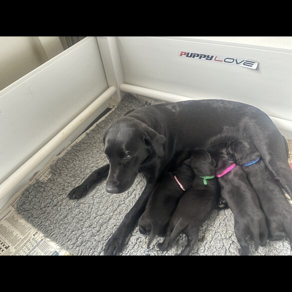 Labrador Retriever - Both