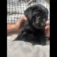 Labrador Retriever - Both