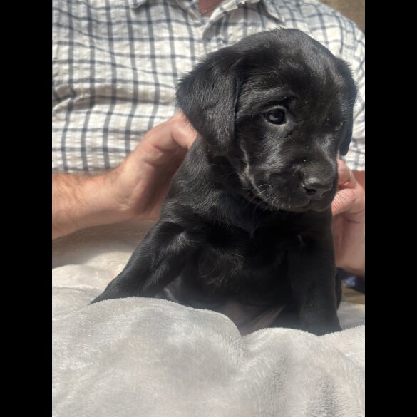 Labrador Retriever - Both